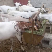 بز بستک