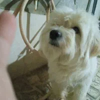 سگ پاکوتاه اسم برفی نژاد شیتوزو|سگ|پاکدشت, حصار امیر|دیوار