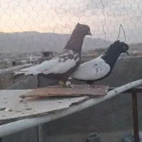 کبوتر