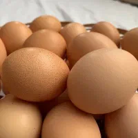 تخم مرغ محلی