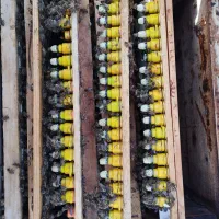 فروش ملکه زنبور عسل