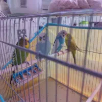 فروش مرغ عشق