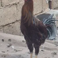 مرغ و خروس|حیوانات مزرعه|کوار, |دیوار