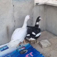 دو عدد اردک نژاد اسرائیلی