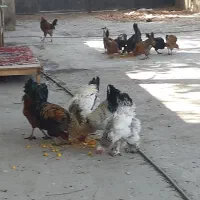 مرغ وخروس غوغازغازقناری