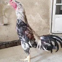 لاری