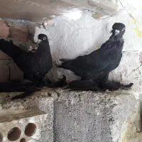 کبوتر سیاه پاپر .مسافتی ماده.|پرنده|ارومیه, |دیوار