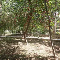 1400 متر باغ گلمکان+ سند شش دانگ+ آب+برق و گاز|فروش خانه و ویلا|گلمکان, |دیوار