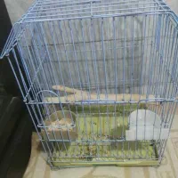 قفس پرنده