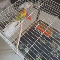 کوتوله برزیلی|پرنده|مشهد, آزادشهر|دیوار