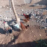 خروس کاکلی و خانگی