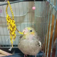 عروس هلندی ۵۰۰تومن|پرنده|قم, آزادگان|دیوار