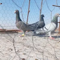 ۶عدد|پرنده|عطاملک, |دیوار