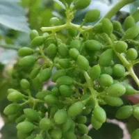 باغ انگور همراه آب چاه موتور