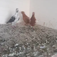 پلاکی و بهبهانی بزک