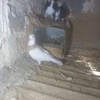 کبوتر|پرنده|شیراز, کوشک بیدک|دیوار