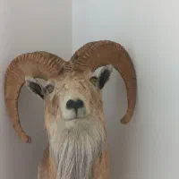 مجسمه کله قوچ