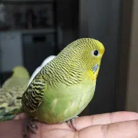 جوجه مرغ عشق اینگیلیسی|پرنده|اندیشه, اندیشه فاز ۴|دیوار