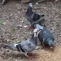کبوتر