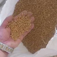 فروش بذر گندم|عمدهفروشی|نیشابور, ماروسک|دیوار