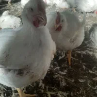 مرغداری گوشتی مشگین شهراجاره داده میشود