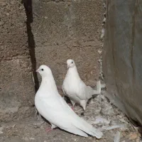 کبوتر یا کفتر|پرنده|رشت, بیجارپس|دیوار