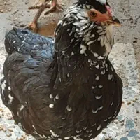 تخم مرغ گلین