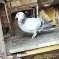 گم شدن|حیوانات|سنگدوین, |دیوار