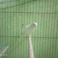 قناری نر سفید|پرنده|قرچک, شهرک طلائیه|دیوار