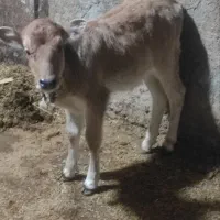 گوساله نر جرسی