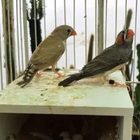 فنچ زبرا کبکی  و اهوئی|پرنده|مشهد, ایثار|دیوار