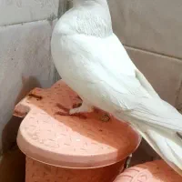 فنچ نرو ماده دو بار جوجه داده .معاوضه با کفتر|پرنده|قرچک, میرزائی شمالی|دیوار