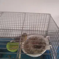 قناری سبز چمنی نر و ماده با دو تا جوجه