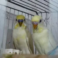 مرغ عشق ماده ۳۰۰ تومان دونه ای|پرنده|اهواز, پردیس|دیوار