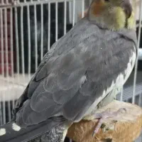 طوطی عروس هلندی وملنگورام|پرنده|کرج, شهرک فهمیده|دیوار