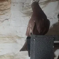 کبوتر تهرانی|پرنده|بروجرد, |دیوار