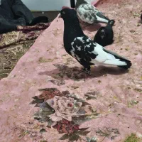 سینه سیاه