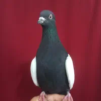 سینه سیاه ،سینه قهوه ای ، یال سرخ