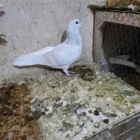 چپ هفرنگ لایی نر|پرنده|اسفراین, |دیوار