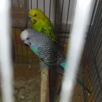 مرغ عشق خوب|پرنده|یاسوج, |دیوار