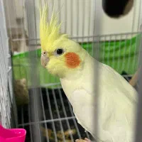 عروس هلندی لوتینو طوطی عروس|پرنده|مشهد, هفده شهریور|دیوار