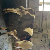 گوساله ماده سیمینتال