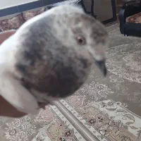 کفتره گمشده