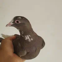 ماده قهوه ای پلنگ