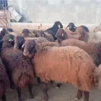 بره و قوچ همو