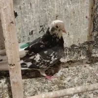 ۲تا کفتر گرفتنی خوب همه چی معلومه|پرنده|تهران, امام زاده عبدالله|دیوار