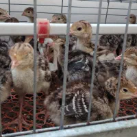 فروش جوجه مرغ