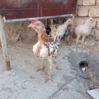 نیمچه‌مرغ‌و‌خروس‌گلین