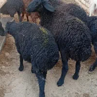 بر ماده سبک|حیوانات مزرعه|قم, تعویض پلاک|دیوار