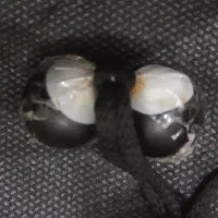 مهره و انگشتر موکلدار|بدلیجات|یزد, |دیوار